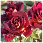 Climbing Rose Live Plant, 6 Months Old Starter, Fragrant Purple Climbing Roses for Planting Outdoor, No Pot (Dark Night)