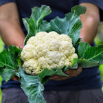 Cauliflower Plant Live, 4 to 6 Inc Tall in Height, Live Cauliflower Plant Gardening, 4 Inc Potted Vegetable Plant Live Planting