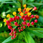 4 Milkweed Plants Live, Deep Red Butterfly Milkweed Asclepias Tuberosa Perennial Wildflowers Swamp Common Bush, 5-9" in Tall, No Pot