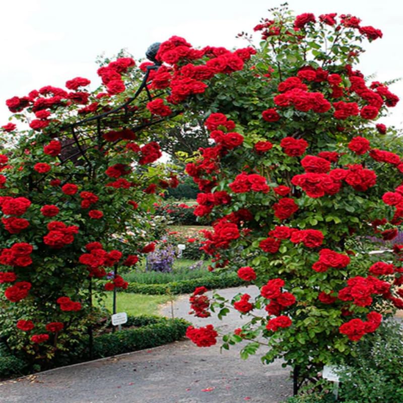 Red Rose Bush Live Starter Plant, Fragrant Red Climbing Rose for Planting Outdoor, No Pot, 1 Year Old Rose Plant, Well-Rooted Rose Plants Live Ready to Plant