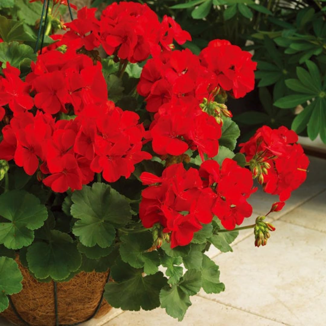2 Red Geranium Plants Live, 5 to 8 Inc Tall Live Plant