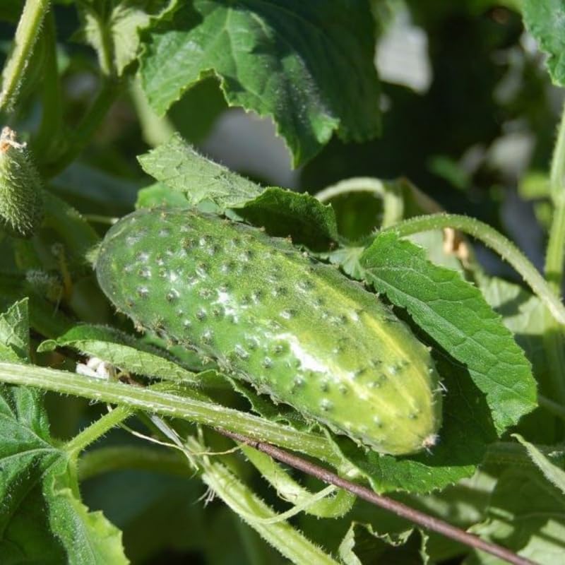 Set 2 Green Cucumber Plants Live for Planting, Live Cucumber Plants for Planting, Vegetable Plant from 4 to 6 Inches Long
