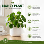 Money Plants Live, Pilea Peperomioides Plant Live, Pilea Plant Live, 4-6 Inc Tall, Easy Care Indoor Houseplant for Home and Office Decor