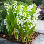 10 Lily of The Valley Bulbs, Hardy Perennial Flower Bulbs with White Blooms for Garden Planting, Fragrant Lily Bulbs