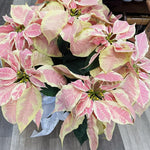 2 Poinsettia Plants Live, Pink Yellow White Poinsettia Flowers Christmas Decorations, Holiday Houseplant, Poinsettias Trees Plants, No Pot, 5-9" Tall