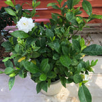 2 Frostproof Jasmine Live Plants, Fragrant Flowering Shrubs, 4-6" Tall