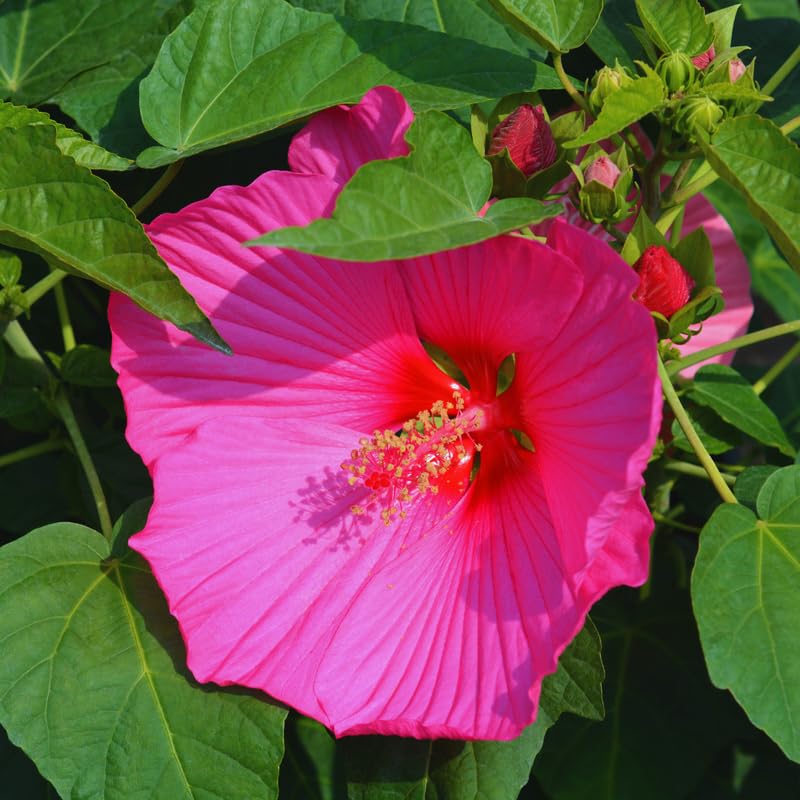 Hardy Hibiscus Plant Live, Pink Hibiscus Tree Live Plant, 5 to 7 Inches Tall Live Plant, Perennial Hibiscus Flower Planting
