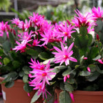 Pink Easter Cactus Plant Live, Holiday Easter Cactus Plant, 2 Inc Pot, Spring Bloom, Easy Care Houseplant, Indoor Outdoor Growing