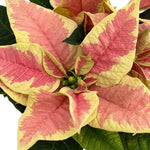 Yellow Pink Poinsettia Plant Live 4-8 Inches, Vibrant Poinsettia Flowers for Holiday, Live Indoor Houseplant, No Pot