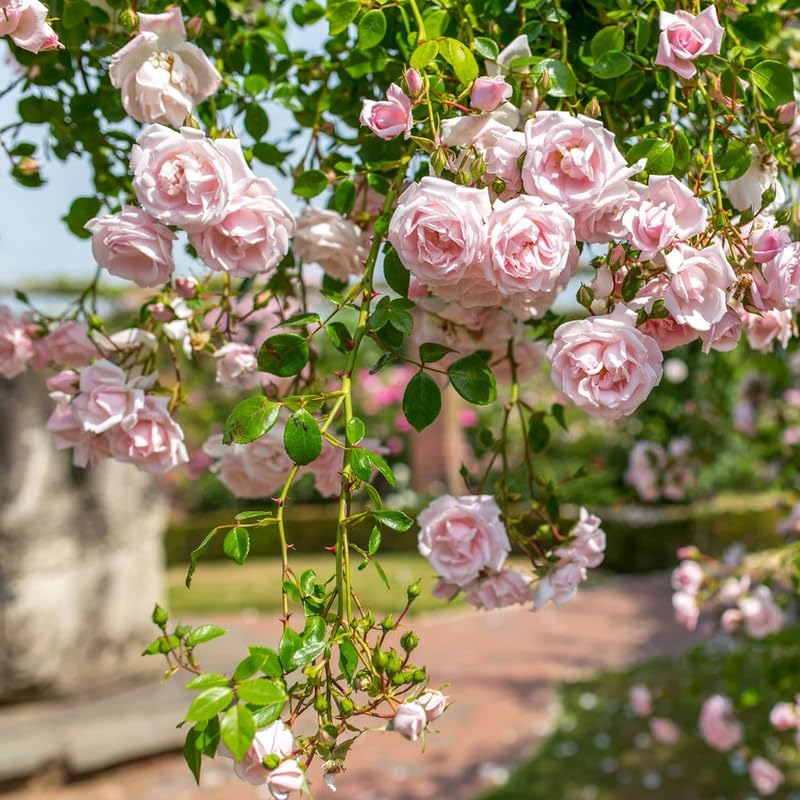 Pink New Dawn Climbing Rose Live Plant, 6 Months Old Starter, Fragrant Purple Climbing Roses for Planting Outdoor, No Pot