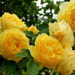 Yellow Sunrosa Rose Live Plant, 6 Months Old Starter, Fragrant Yellow Bush Roses for Planting Outdoor, No Pot