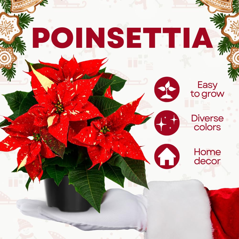 2 Poinsettia Plants Live, Variegated Red Poinsettia Flowers Christmas Decorations, Holiday Houseplant, Poinsettias Trees Plants, No Pot, 5-9" Tall