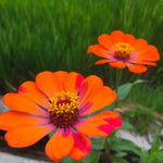 2 Orange Zinnia Plant Live Outdoor, 4 to 6 Inc Tall, Zinnia Flower Plant Potted Planting