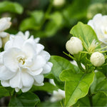 3 Maid of Orleans Sambac Jasmine Live Plants, Jasmine Plant Live, Sambac Jasmine, 4 to 6 Inc Tall, Tea Jasmine Fragrant Plant, Blooming Jasmine Plants