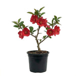 Flowering Quince Plant in 4'' Pot, 3–6 Inch Tall Chaenomeles Shrub, Spring Blooming Outdoor Plant, Easy Grow (Red Quince)