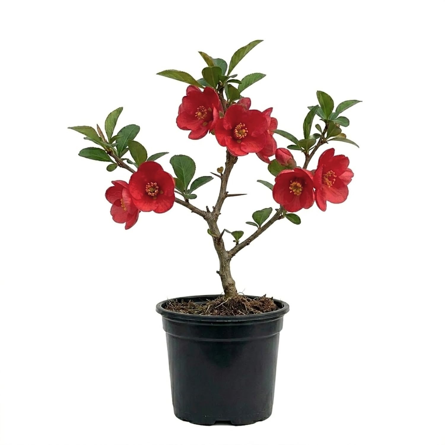 Flowering Quince Plant in 4'' Pot, 3–6 Inch Tall Chaenomeles Shrub, Spring Blooming Outdoor Plant, Easy Grow (Red Quince)