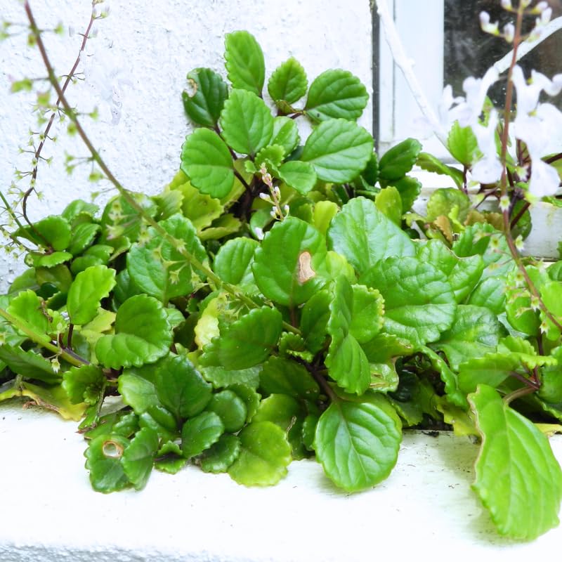 2 Plectranthus Swedish Ivy Live Plants for Planting, 4-6" Tall, in One Pot 4", Swedish Ivy Herbs Trees, Swedish Ivy Houseplants to Grow (Green Swedish Ivy)