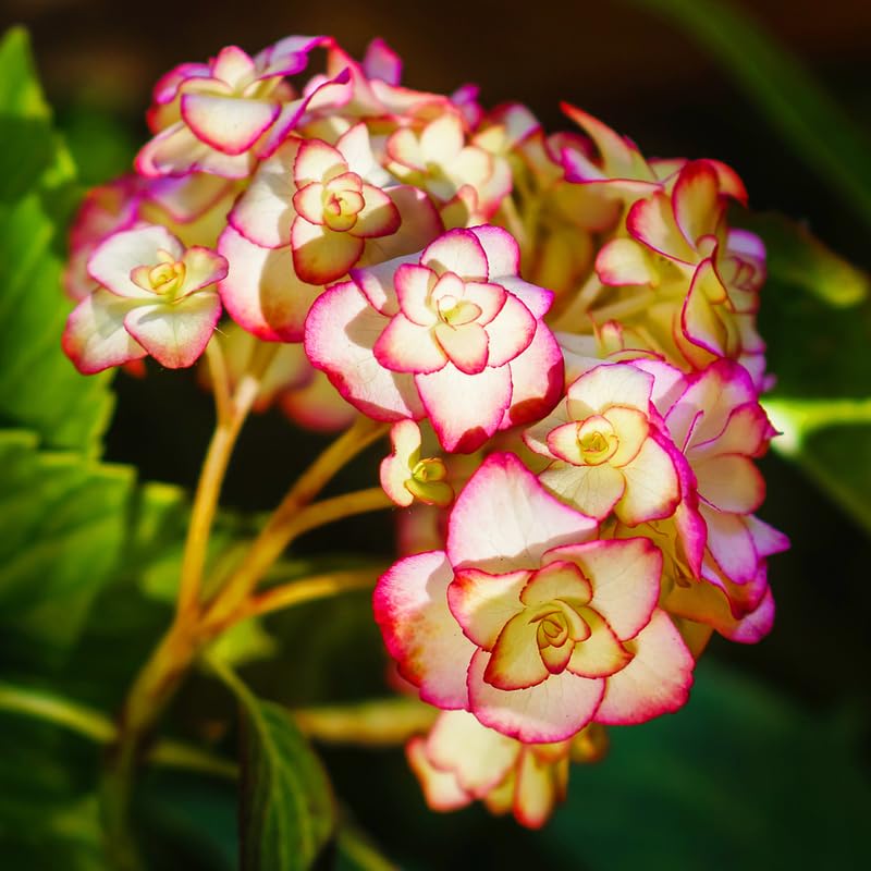Hydrangea Plant Live Tree, Blooming Garden Bush Hardy Hydrangea Shrub, Double Petals Flowering Plant Indoor Outdoor Well-Rooted 5-9 Inc Tall, Stater Plant