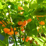 Set 3 Hot Pepper Live Plants, 90 Days Old Live Pepper Chili Plant for Spring Planting (Yellow Jamaican Scotch Pepper)