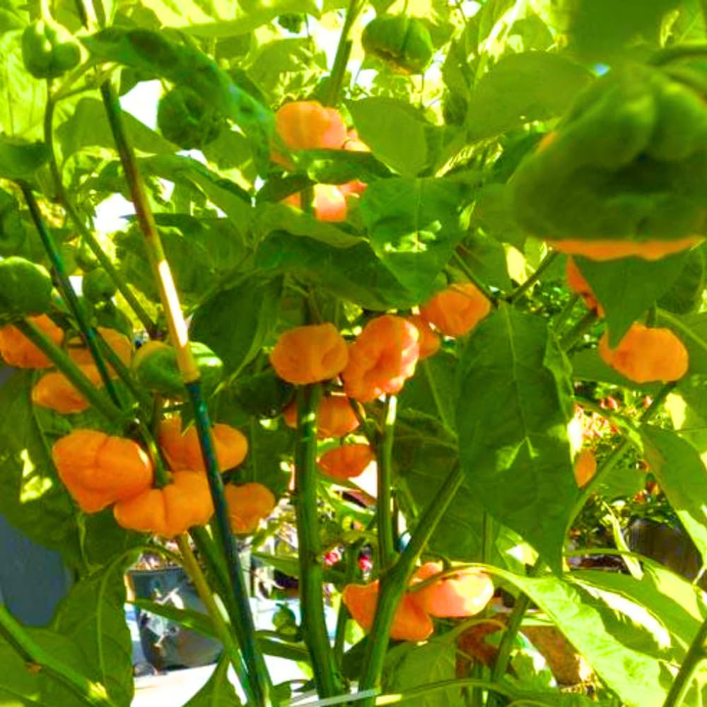 Set 3 Hot Pepper Live Plants, 90 Days Old Live Pepper Chili Plant for Spring Planting (Yellow Jamaican Scotch Pepper)