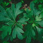 5 Fragrant Sassafras Trees Live Plants, Autumn Fall Color Sassafras Seedling Bare Roots, 7-15 Inches in Tall