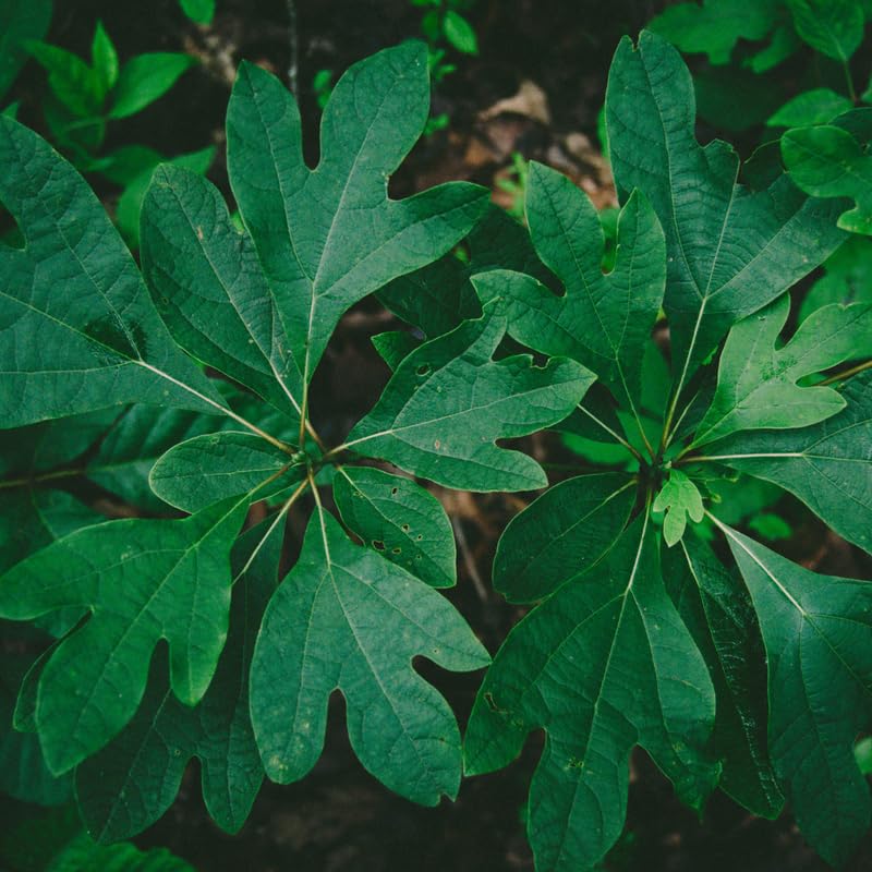 5 Fragrant Sassafras Trees Live Plants, Autumn Fall Color Sassafras Seedling Bare Roots, 7-15 Inches in Tall
