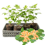 Pack 4 Raspberry Bushes Live Plants, No Pot, Everbearing Red Raspberry Plants Live for Planting, 5-9 Inc in Tall, Zones 4-8 Cold Hardy (Yellow Fall Gold)