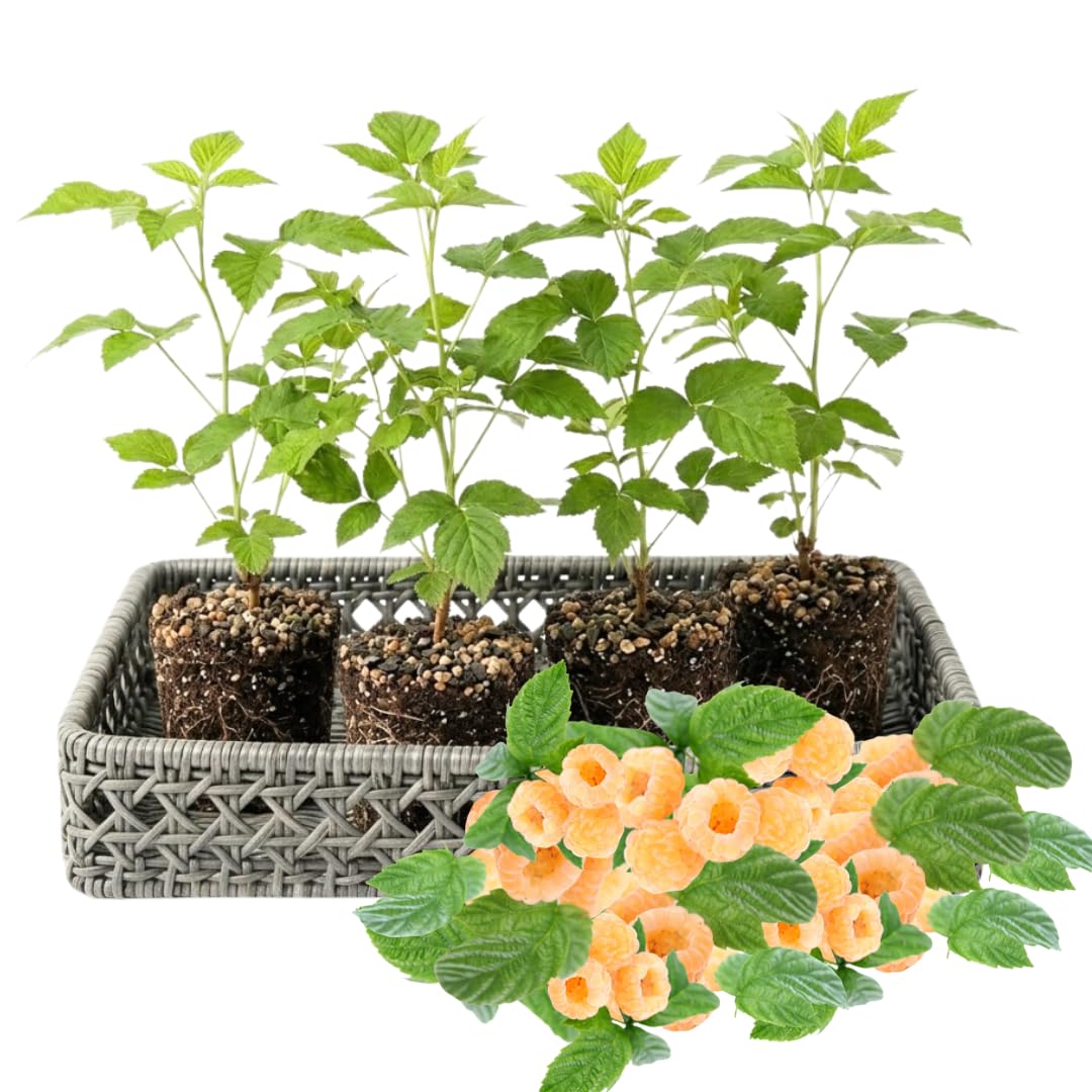 Pack 4 Raspberry Bushes Live Plants, No Pot, Everbearing Red Raspberry Plants Live for Planting, 5-9 Inc in Tall, Zones 4-8 Cold Hardy (Yellow Fall Gold)
