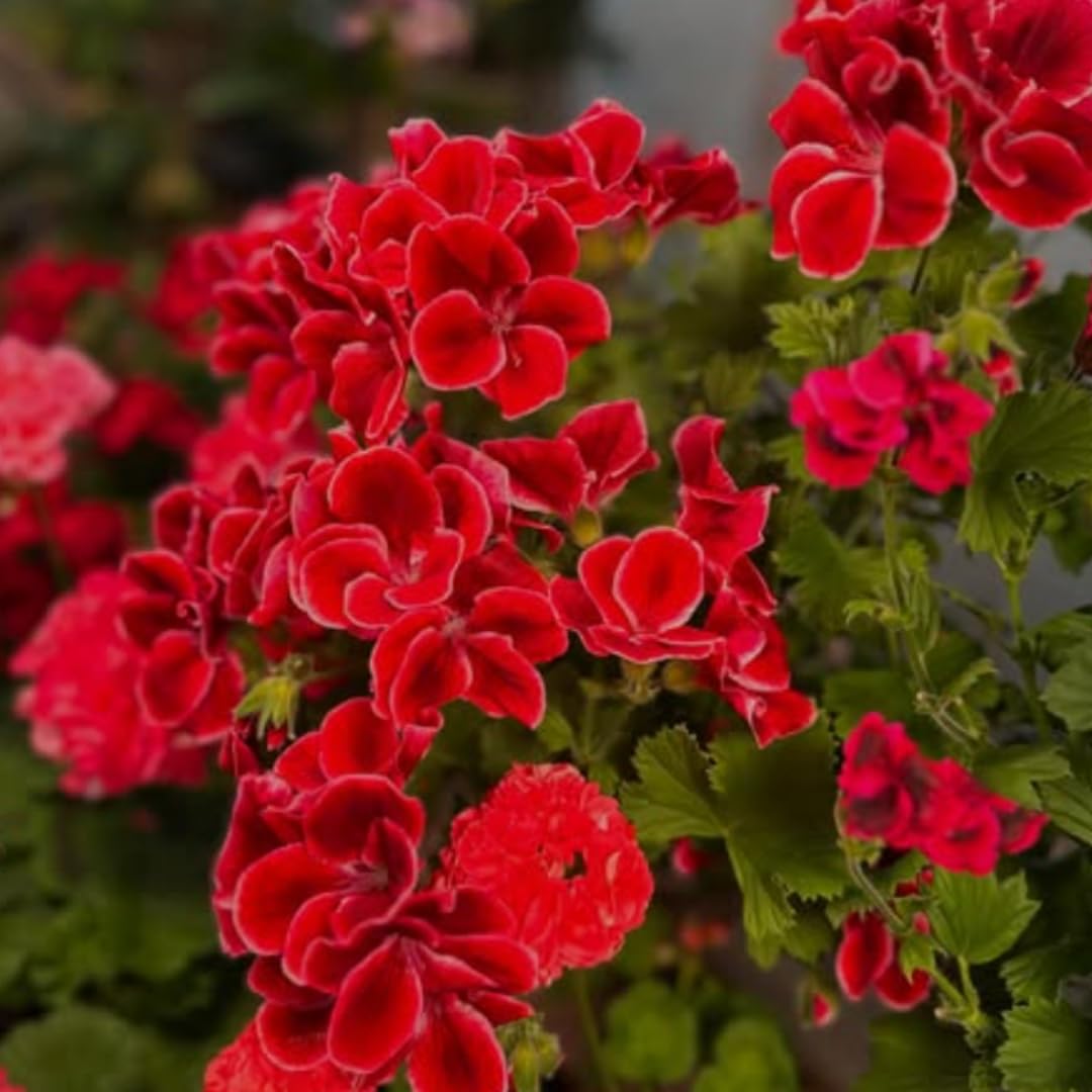 4 Geranium Plants Live from 5 Inc to 8 Inc Tall, Red Flower Plant
