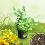 3 Climbing Jasmine Live Plants for Indoor Outdoor Planting, Carolina Jasmine Plants Live, Fragrant, 5-8" in Tall, Hardy