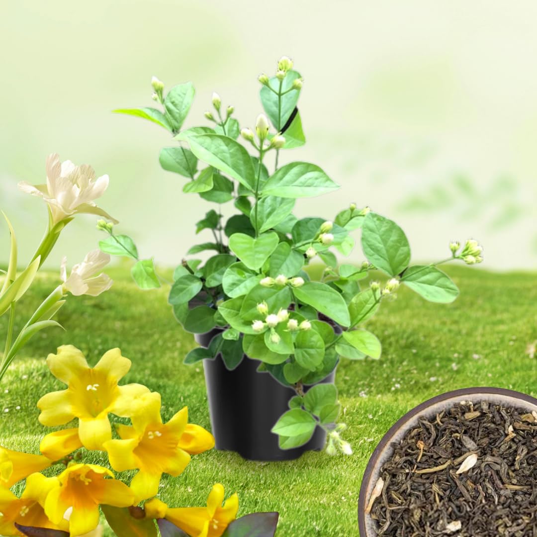 2 Carolina Jasmine Plants Live, Climbing Jasmine Indoor Outdoor Live, Fragrant, 5-9" in Tall, No Pot, Hardy and Fast-Growing