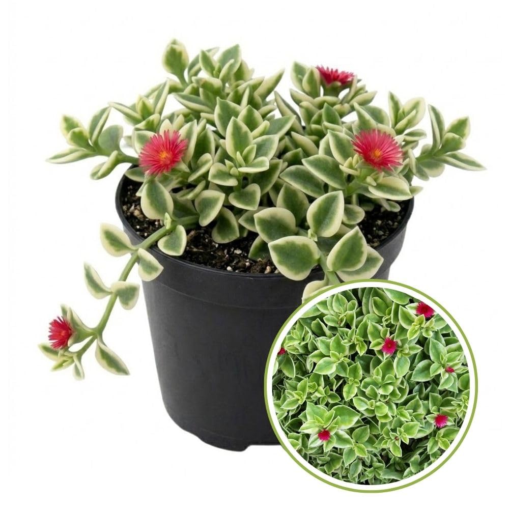Variegated Aptenia Baby Sun Rose 4 Inch Pot, Variegated Ice Succulent Plant for Indoor Outdoor, Live Succulent Fully Rooted