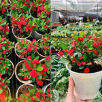 Hardy Crown of Thorn Live Plant, Red Euphorbia Milii Tree, 1 Year Old Plant, 5-10 Inches in Tall, No Pot, Indoor Outdoor Décor Succulent Cactus