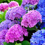 Reblooming Hydrangea Flowers, Hardy Hydrangea Plant Live Bush Shrub, 5-8" Tall Well-Rooted for Garden, Change Colors (Purple Blue Pink)