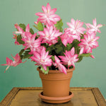 2 Random Starter Christmas Cactus Plants Live or False Thanksgiving Cactus Plants Like, Winter Blooming, Cold Hardy, 5-9" in Tall, No Pot, Single Color Bloom