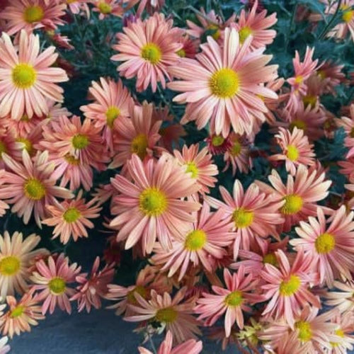 2 Orange Mums Plants Live, Chrysanthemum Plants Live, 5 to 7 Inc Tall, Chrysanthemum Mum Live Plant Gardening Indoor, Outdoor