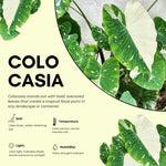 Colocasia Esculenta, Colocasia Live Plant, Elephant Ears Live Plant, Esculenta Taro Live Houseplant, 5-8 Inc Tall, No Pot (Rare Colocasia)