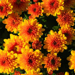 Yellow Orange Chrysanthemum Plant, Set 2 Mums Plants Live, Hardy Perennial Mum Live Plant, 3 to 6 Inch Tall Garden Mum Starter Plants for Garden Beds, Containers, Vibrant Fall Blooms, No Pot