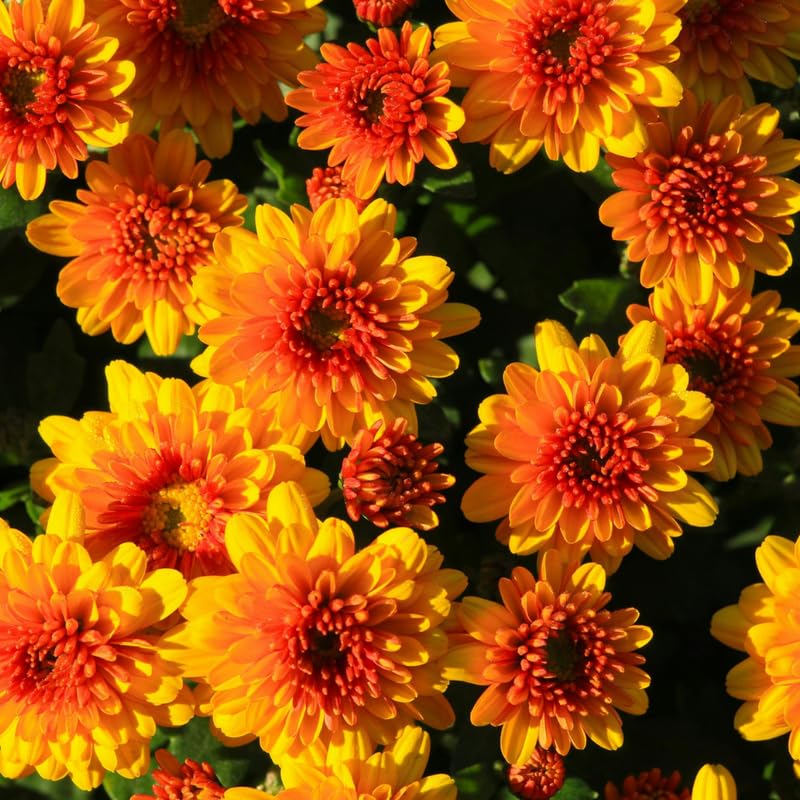 Yellow Orange Chrysanthemum Plant, Set 2 Mums Plants Live, Hardy Perennial Mum Live Plant, 3 to 6 Inch Tall Garden Mum Starter Plants for Garden Beds, Containers, Vibrant Fall Blooms, No Pot