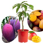 Irwin Mango Plant Live for Planting, 1 Year Old 10–14 Inch Tall, Early Season Sweet Mango Variety Zones 9–11
