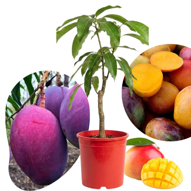 Irwin Mango Plant Live for Planting, 1 Year Old 10–14 Inch Tall, Early Season Sweet Mango Variety Zones 9–11