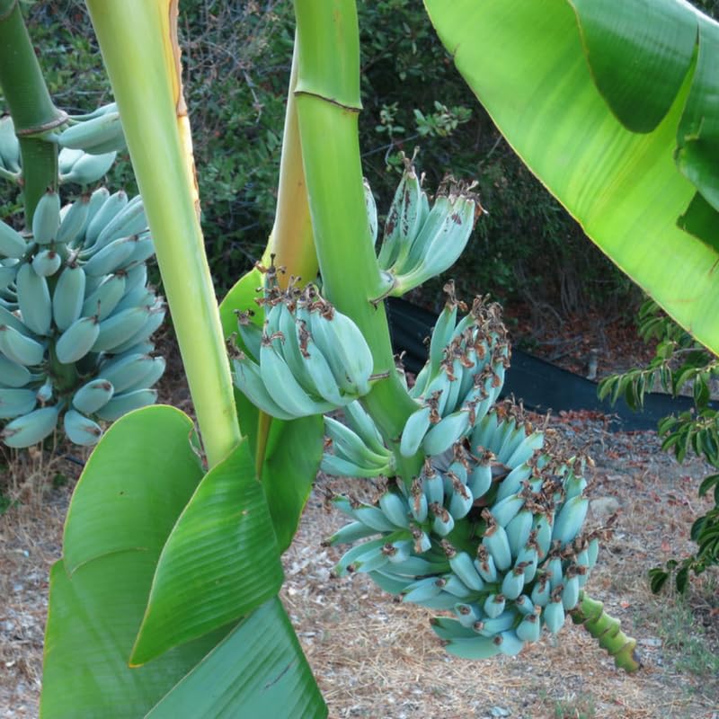 Blue Ice Cream Banana Plant Live, 4-6" Tall Well-Rooted for Indoor Tropical Displays, Cold Hardy Banana Fruit Tree