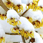 Yellow Witch Hazel Bush Shrub Plant, 1 Year Old Witch-Hazel Tree Live Plant, 6-12 Inches Tall Ready to Plant Outdoor, Dormant