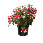Fuchsia Plant Pot, 5 Inc Tall, 2 White Red Fuchsia Flower Plants Live, Hardy Perennial Flower Plant