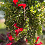 Red Twisted Lipstick Plant Live for Planting in 3 Inches Pot, Aeschynanthus Red Lipstick Live Plant Indoor Outdoor