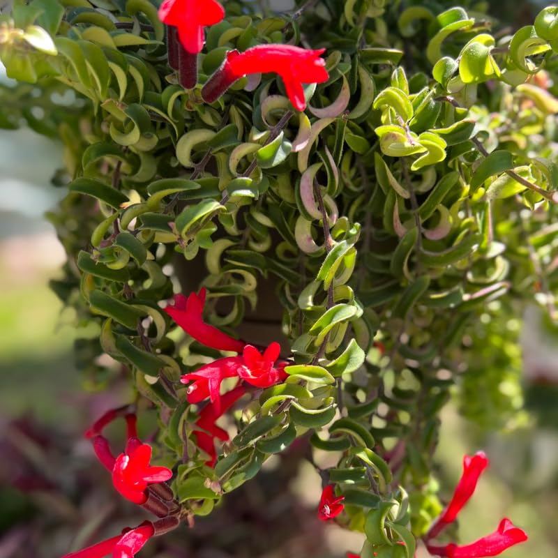 Red Twisted Lipstick Plant Live for Planting in 3 Inches Pot, Aeschynanthus Red Lipstick Live Plant Indoor Outdoor