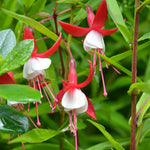 Set 2 of Fuchsia Plants Live, Red White Flower Plant, 3 to 5 Inches Tall Live Plant, Fuchsia Plant Pot for Growing Outdoors 4 Inc Potted