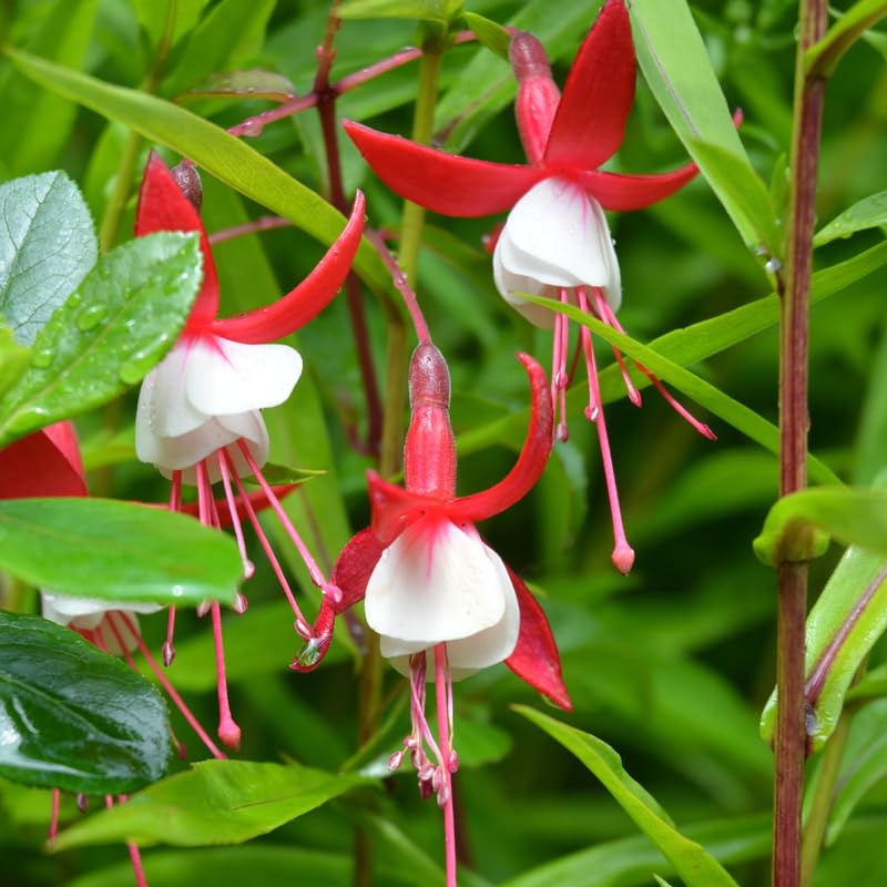 Set 2 of Fuchsia Plants Live, Red White Flower Plant, 3 to 5 Inches Tall Live Plant, Fuchsia Plant Pot for Growing Outdoors 4 Inc Potted