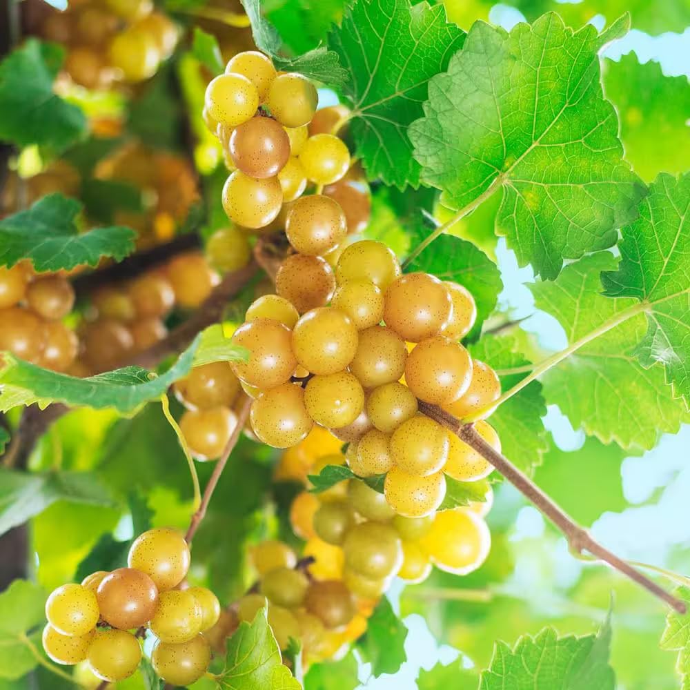 Bronze Grape Vine Live, 5-9" Tall Well-Rooted for Outdoor Gardens, Hardy Grape Fruit Perennial, No Pot