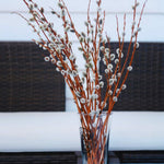 Pussy Willow Plant, Pussy Willow Tree Live Plant for Garden, 5 to 7 Inches Long